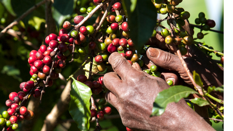 Homem colhe grãos de café de um cafeeiro - Getty Images