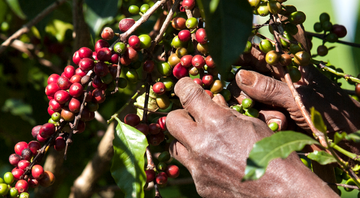 Homem colhe grãos de café de um cafeeiro - Getty Images