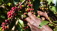 Homem colhe grãos de café de um cafeeiro - Getty Images