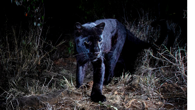 Uma jovem pantera negra é avistada no Acampamento Laikipia Wilderness - Will Burrard-Lucas/Camtraptions