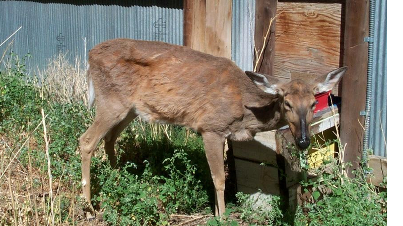 Cervo com sinais de Doença Debilitante Crônica  - Terry Kreeger / Chronic Wasting Disease Alliance