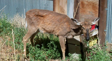 Cervo com sinais de Doença Debilitante Crônica  - Terry Kreeger / Chronic Wasting Disease Alliance