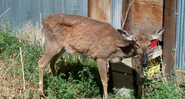 Cervo com sinais de Doença Debilitante Crônica  - Terry Kreeger / Chronic Wasting Disease Alliance