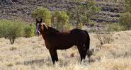 Fotografia de um brumby, isto é, que é o apelido dado para cavalos selvagens que ocupam o território australiano - Divulgação/ Pixabay/ PaquitaFadden