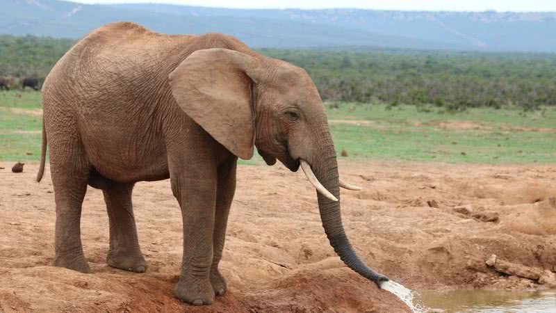 Fotografia de um elefante por Bárbara Fraatz. - Divulgação/Pixabay