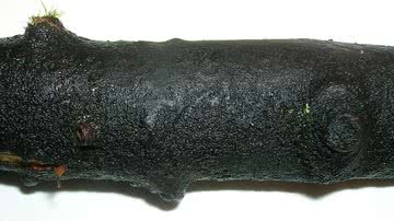 Imagem do fungo Baudoinia compniacensis sobre galho de árvore - Foto por Rosser1954 pelo Wikimedia Commons