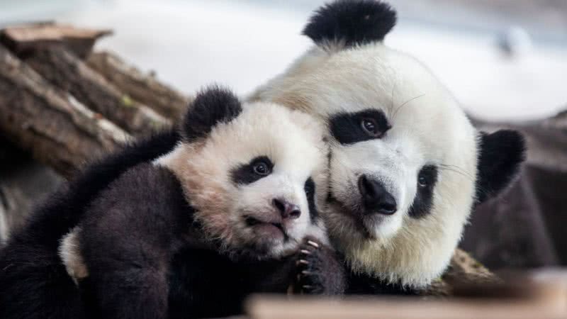 Imagem ilustrativa de pandas - Getty Images