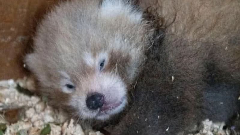 Imagem do filhote de panda nascido na Inglaterra - Divulgação/Paradise Wildlife Park's