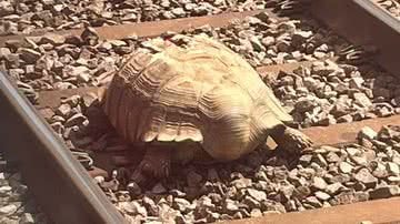 Tartaruga gigante impede tráfego de trens na Inglaterra - Reprodução/Twitter