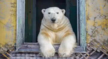 Urso polar apoiando-se em uma das janelas da estação científica - Divulgação / Dmítri Kokh/ Instagram (@master.blaster)