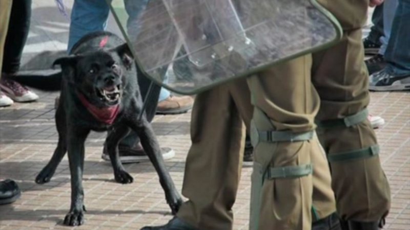 Negro Matapacos durante manifestação no Chile, em 2010 - Divulgação