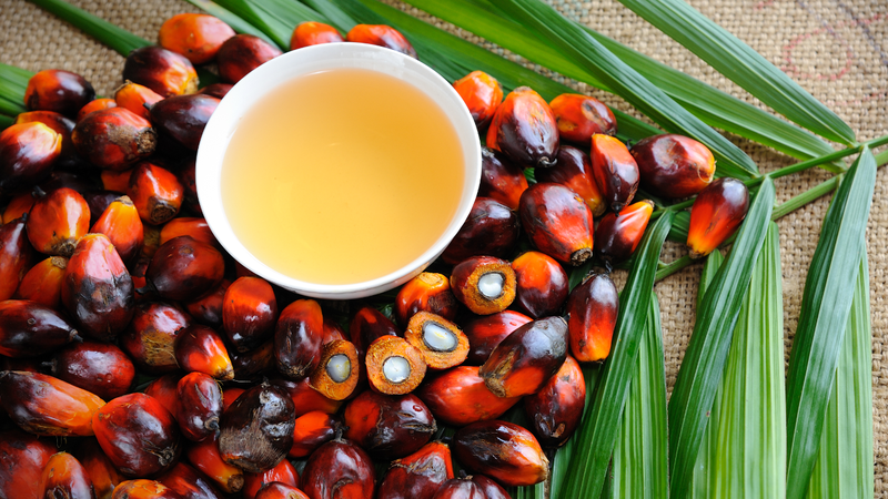 Frutos da palmeira e óleo de palma - Getty Images