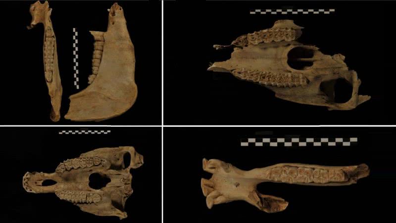 Os ossos do burro foram encontrados danificados, mas puderam ser reconstruídos digitalmente - Divulgação / Antiquity Publications Ltd