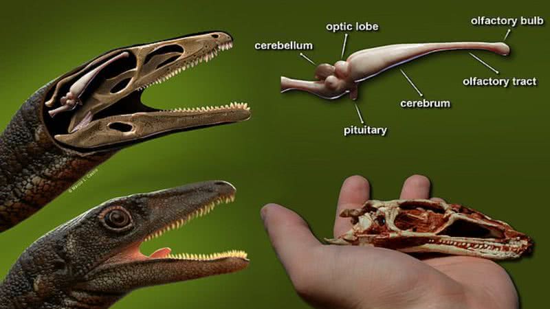 Cérebro de dinossauro reconstruído por cientistas - Marcio L Castro/ SWNS/ Divulgação