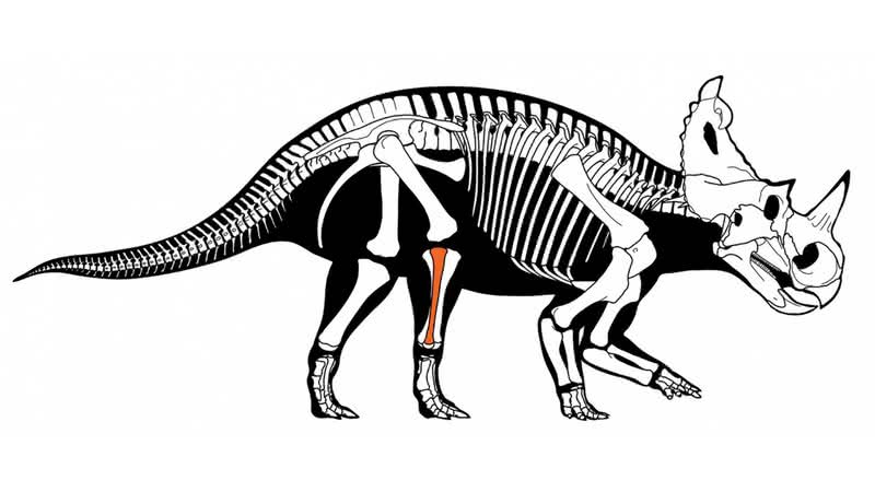 Gráfico localiza o osso afetado pelo câncer - Royal Ontario Museum/Universidade McMaster