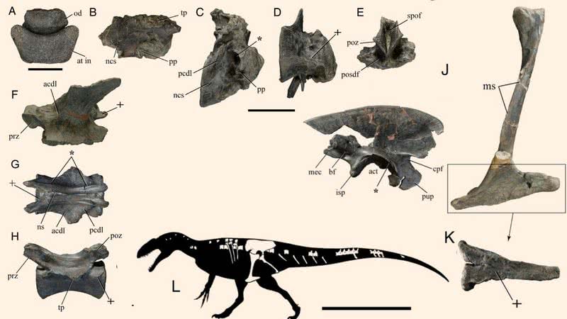 Relação de ossos encontrados com mapeamento do esqueleto - Malafaia et al, doi: 10.1080/02724634.2020.1768106