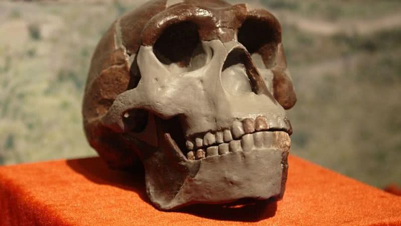 Replica de um crânio do homo erectus - Divulgação/Wikimedia Commons/Yan Li/Paleozoological Museum of China