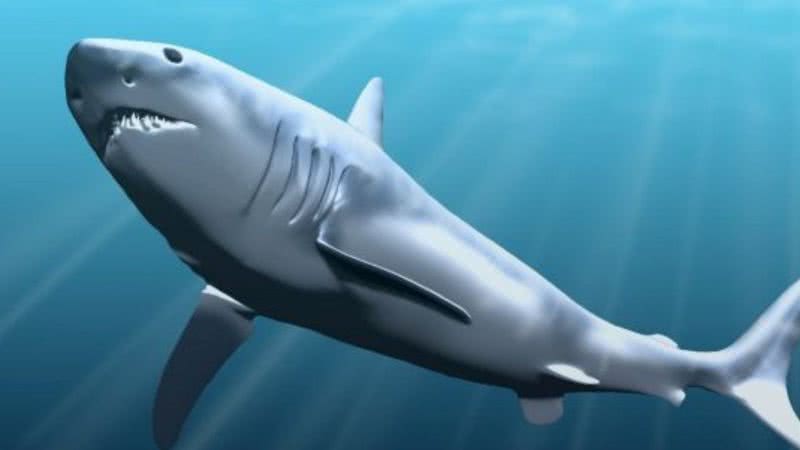 Imagem ilustrativa de um filhote de Megalodon - Wikimedia Commons