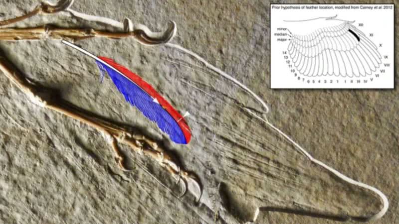 Pena é colorida digitalmente para reproduzir características originais - Carney et al., Nature, 2020