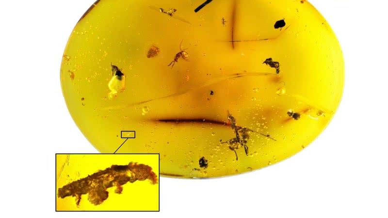 Tardígrado fossilizado em âmbar - Divulgação/Phillip Barden/Harvard/NJIT