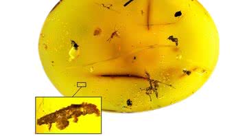 Tardígrado fossilizado em âmbar - Divulgação/Phillip Barden/Harvard/NJIT