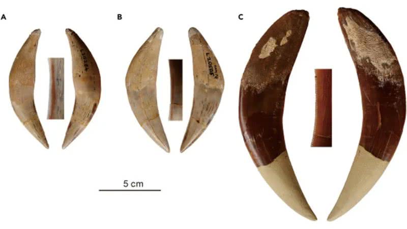 Caninos superiores de tigres-dentes-de-sabre encontrados na África do Sul - Divulgação/iscience