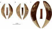 Caninos superiores de tigres-dentes-de-sabre encontrados na África do Sul - Divulgação/iscience