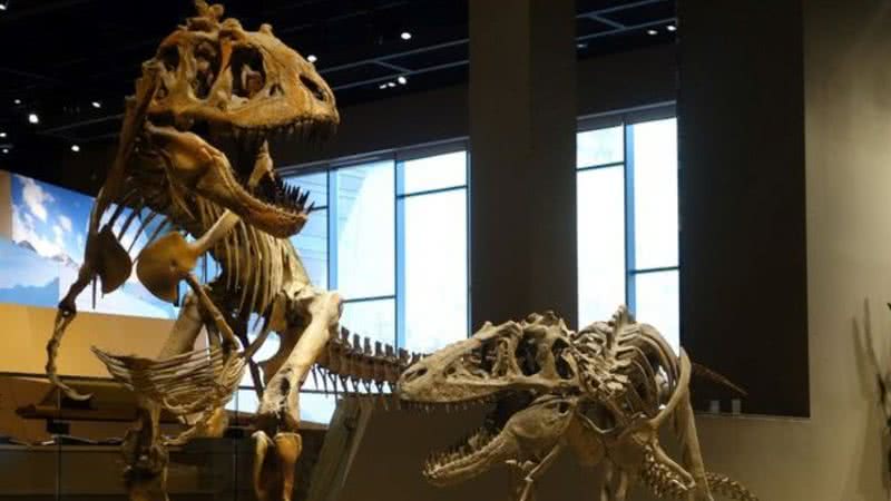 Fósseis de Teratophoneus curriei no Museu de História Natural de Utah - Wikimedia Commons/Jens Lallensack