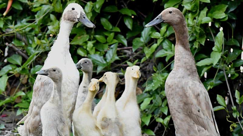 Patos corredores da Índia, mesma espécie usada no controle de pragas - Wikimedia Commons