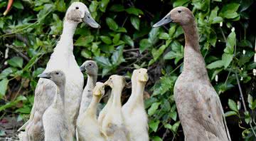 Patos corredores da Índia, mesma espécie usada no controle de pragas - Wikimedia Commons