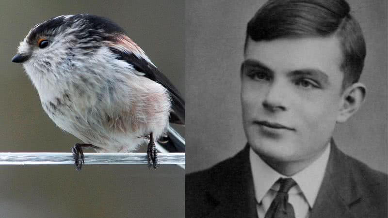 Uma ave Aegithalidae ao lado do matemático Alan Turing - Wikimedia Commons/Domínio Público