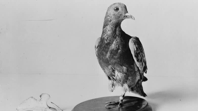 Retrato de Cher Ami, a pomba da Primeira Guerra - Divulgação / U.S. Army Signal Corps