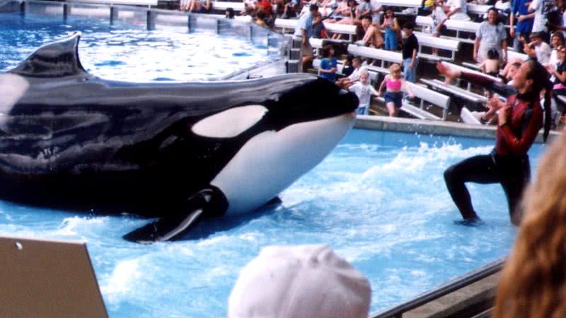 Dawn Brancheau durante um show com Tilikum - Wikimedia Commons