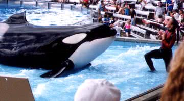 Dawn Brancheau durante um show com Tilikum - Wikimedia Commons