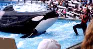 Dawn Brancheau e Tilikum - Wikimedia Commons