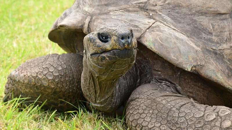 A tartaruga Jonathan é o animal terrestre mais velho do mundo - Divulgação/Guiness World Records