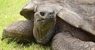 A tartaruga Jonathan é o animal terrestre mais velho do mundo - Divulgação/Guiness World Records