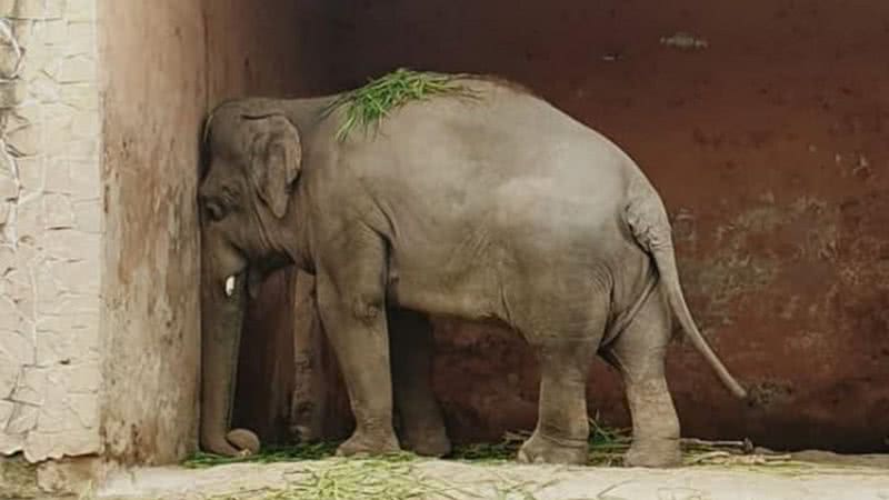 Kaavan pressiona a cabeça contra a parede - Divulgação / Friends of Islamabad Zoo