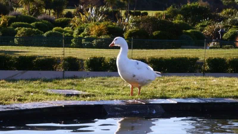 Fotografado na margem da lagoa - Divulgação / Wellington Bird Rehabilitation Trust