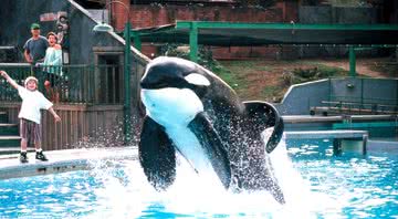 A orca Keiko, intérprete de Free Willy - Divulgação