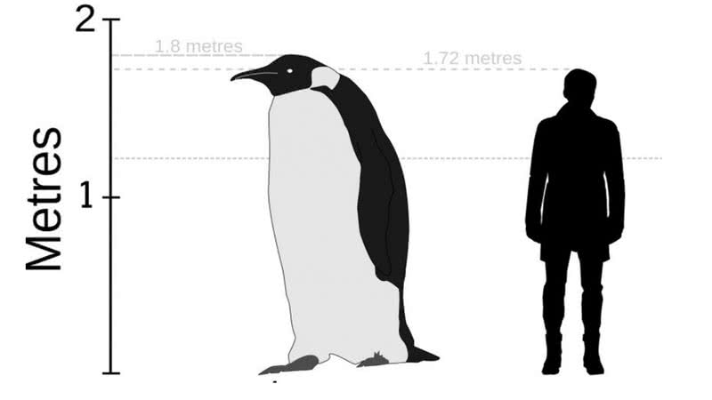 Comparação entre espécie encontrada e ser humano - DiscOtt