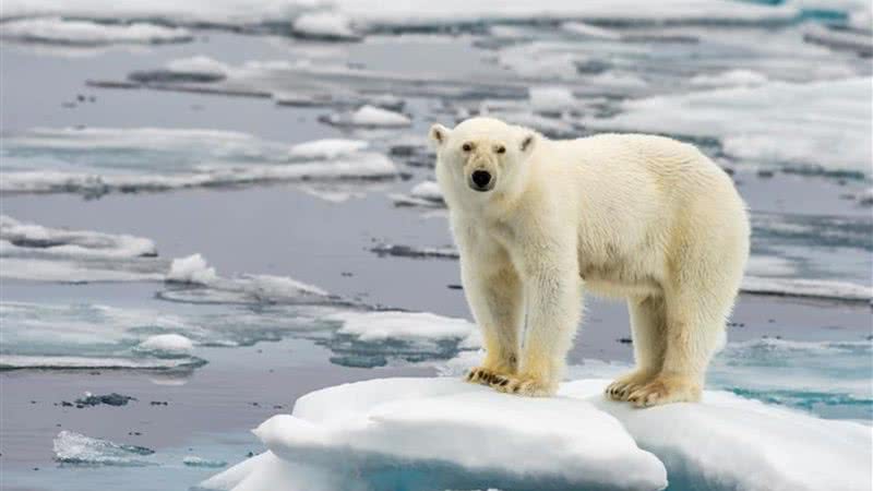 Urso polar no Polo Norte - Divulgação