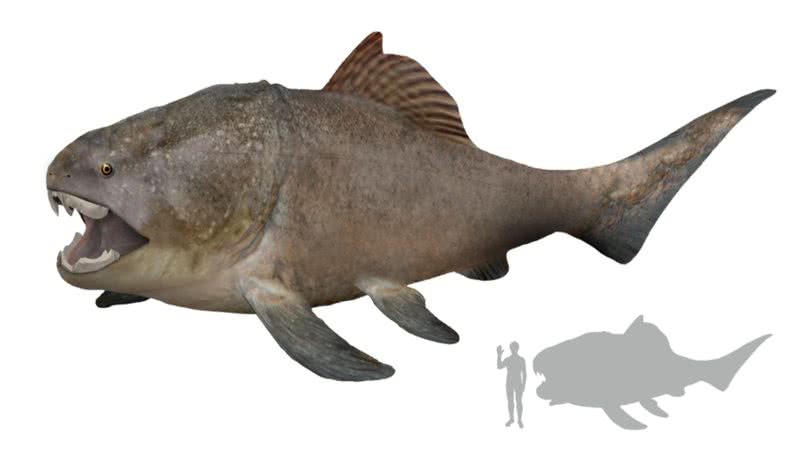 Reprodução e comparação de tamanho entre um humano, um tubarão-branco e um peixe Dunkleosteus terrelli - Wikimedia Commons