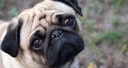 Pug - Wikimedia Commons