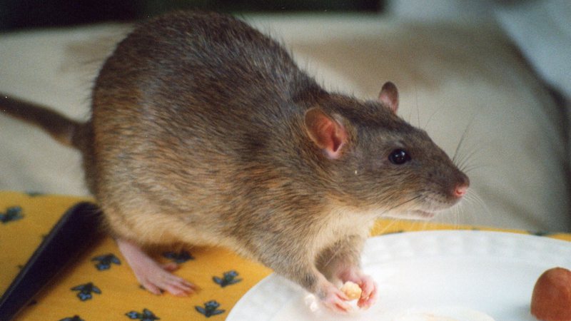 Rato - Wikimedia Commons