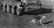 Fotografia de cachorro caminhando na frente de tanque militar - Divulgação/Coleção de Christian Ankerstjerne