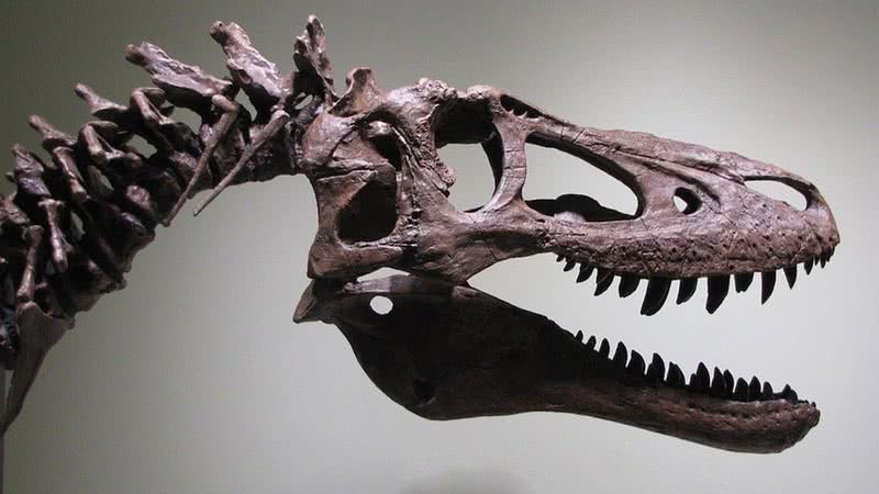 Tyrannosaurus rex juvenil - Divulgação