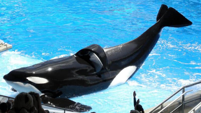 Tilikum, a baleia assassina - Wikimedia Commons