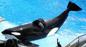 Tilikum, a baleia assassina - Wikimedia Commons