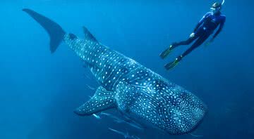 Pesquisador mergulhando junto a tubarão-baleia - Divulgação/ Australian Institute of Marine Science